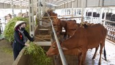 Trang trại nuôi bò kết hợp nuôi trùn quế ở xã Phan, huyện Dương Minh Châu, tỉnh Tây Ninh