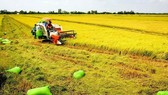 “Làm khó” quy định chuyển nhượng đất lúa