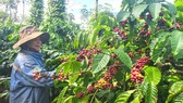 Vườn cà phê của bà Lữ Thị Thành (xã Thăng Hưng, huyện Chư Prông, tỉnh Gia Lai) đang cho thu hoạch. Ảnh:  HỮU PHÚC