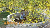 Ngắm cây mai “khổng lồ” ở Bà Rịa - Vũng Tàu