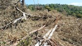 Diện tích rừng ở tiểu khu 1680 bị tàn phá 