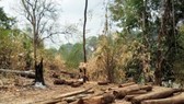 Số gỗ được phát hiện tại tiểu khu 442, Vườn quốc gia Yok Đôn