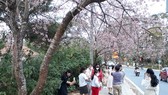Du khách thích thú chụp hình với mai anh đào rực hồng tại Đà Lạt