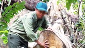 Cây rừng tự nhiên đường kính lớn bị các đối tượng cưa hạ trong vụ phá rừng