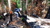 Chủ tịch UBND tỉnh Phú Yên chỉ đạo “nóng” vụ phá rừng phòng hộ sông Trà Bương