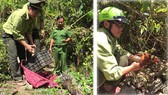 Lực lượng chức năng đang tiến hành thả cá thể nhím bờm về rừng tự nhiên