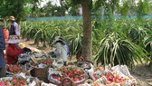 ĐBSCL: Thanh long tăng giá, nông dân không còn nhiều để bán