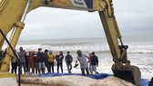 Xác cá voi trôi dạt vào biển Quảng Thọ, Ba Đồn, Quảng Bình