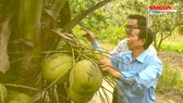 Ghé Trà Vinh thưởng thức dừa sáp thứ thiệt ngay tại vườn