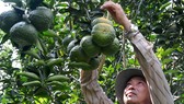Hơn 11.180ha cây ăn trái ở ĐBSCL mất trắng do hạn mặn