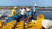 Kiên Giang sản xuất nông nghiệp đạt 84 triệu đồng/ha/năm