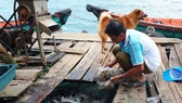 Ngư dân xã Nam Du cho cá bống mú ăn. Ảnh: QUỐC BÌNH