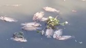 Không để cá chết hàng loạt trên kênh Nhiêu Lộc - Thị Nghè
