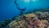 Mô hình học sâu mới của Dell nâng cao nỗ lực bảo tồn Rạn san hô Bờ Đá Lớn bằng cách giảm thời gian phân tính hình ảnh rạn san hô