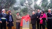 Lễ công nhận Cây di sản tại Suối Giàng, Yên Bái vào năm 2016 của Hội Bảo vệ Thiên nhiên và Môi trường Việt Nam. Ảnh: TTXVN