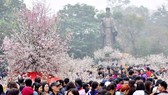 100 cây hoa anh đào sẽ khoe sắc tại Hà Nội trong tháng 3
