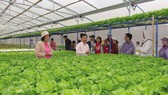 Trang trại trồng rau sạch chuyên cung cấp cho  Trung tâm phân phối Mega Market
