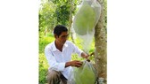 The price of Thai jackfruits in Mekong Delta provinces is unstable. (Photo: SGGP)
