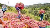 Dragon fruits are unable to export to China due to the outbreak of the novel coronavirus. (Photo: SGGP)