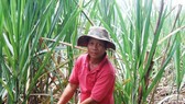 The area of sugarcane in the Mekong Delta is reduced sharply. (Photo: SGGP)