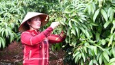The woman taking care of a litchi orchard in Bac Giang province 