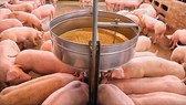 Biosecurity pig farming brings high efficiency. (Photo: SGGP)