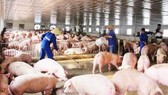 Pig farming recovers quickly. (Photo: SGGP)