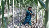 Farmers grow sugarcane in Hau Giang Province. (Photo: SGGP)