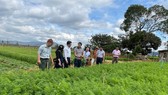 The delegation of Ho Chi Minh City led by Mr. Le Huynh Minh Tu, Deputy Director of the Department of Industry and Trade, visits the carrot farm of Xuan Thai Thinh Company. (Photo: SGGP)