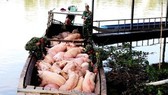 Ministry calls for support to prevent live pig, pork product smuggling 