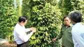 Participating in cooperatives and producing according to the VietGAP standards for export are the direction for sustainable development of pepper plants. (Photo: SGGP)