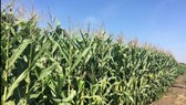 Biotech crop area in Vietnam increases 26 times