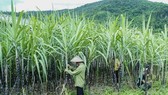 Vietnam imposes 47.64 percent anti-dumping tax on Thai cane sugar imports