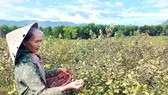 Rose myrtle cultivation brings economic efficiency five times higher than acacia
