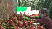 Long An Province facilitates consumption of 15,000 tons of dragon fruits