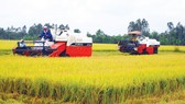 Ministry proposes solutions to remove difficulties in rice consumption