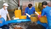 Shrimp exporters rush to achieve export target