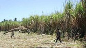 Sugarcane farmers expect sweet crop