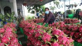 Dragon fruit growers struggle as price plunges