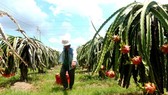 Dragon fruit growers empty-handed as prices nose-dive to around VND1,000 per kg