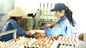 Công đoạn xếp trứng ở trang trại gà đẻ của Tập đoàn Hùng Nhơn