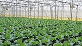 46,8% diện tích gieo trồng rau đạt VietGAP