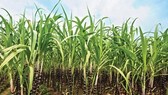 Sugarcane (Source: VNA)