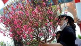 Local airlines carry apricot, peach blossoms for Tet holidays from January 15