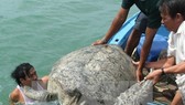 A turtle is released into the sea (Photo: VNA)