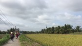 Vast rice paddies on Con Chim islet  (Photo: KK)