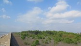 A mangrove forest in the southernmost province of Ca Mau (Photo: AFD)