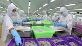 Processing shrimp for export. (Photo: VNA)