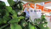 Pomelo is expected to be the seventh fruit of Vietnam exported to the US market in the future. (Photo: nld.com.vn)
