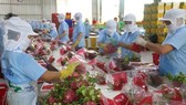 Packaging dragon fruit for export in Tien Giang province. (Photo: VNA)